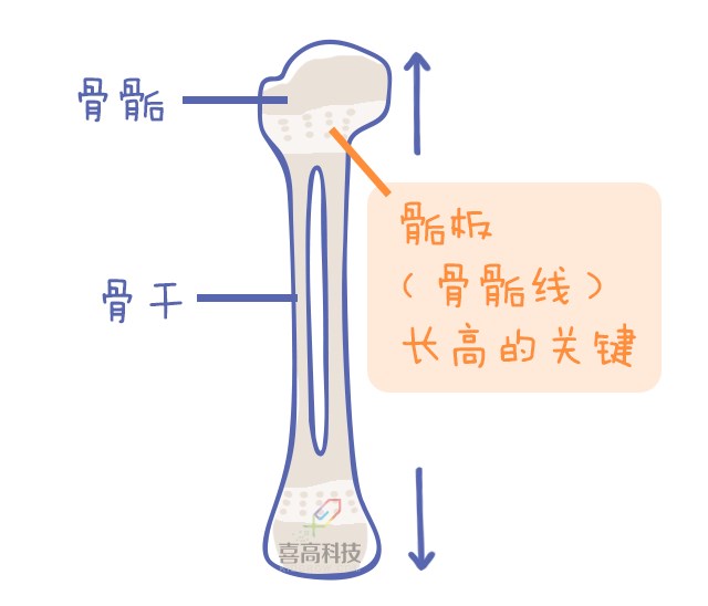 重启骨骺线~你看起来很诱人！_11.png