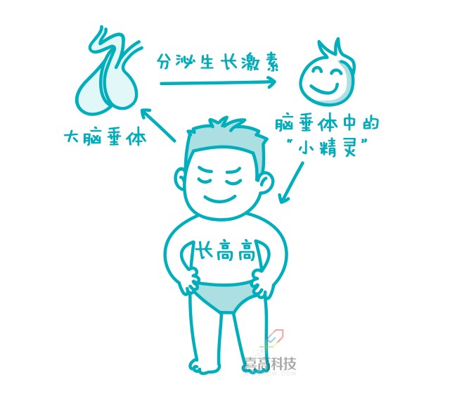 一网打尽︱打生长激素有副作用吗？_02.png